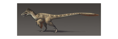 Utahraptor Ostrommaysorum, the Largest known Dromaeosaur Posters