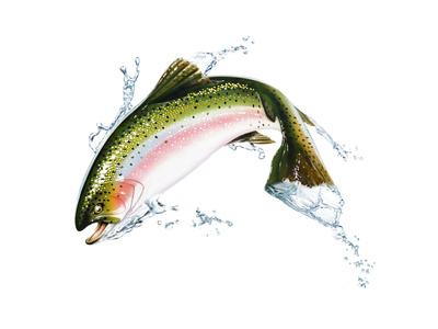 A Pink Salmon Jumping Out of the Water Prints