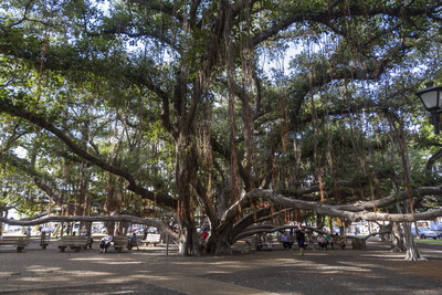 Banyan Tree, Lahaina, Maui, Hawaii, United States of America, Pacific Photographic Print by Rolf Richardson