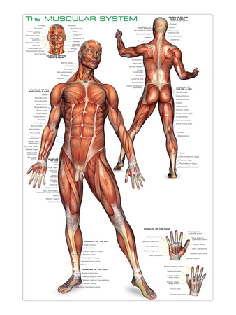 Muscular System Poster