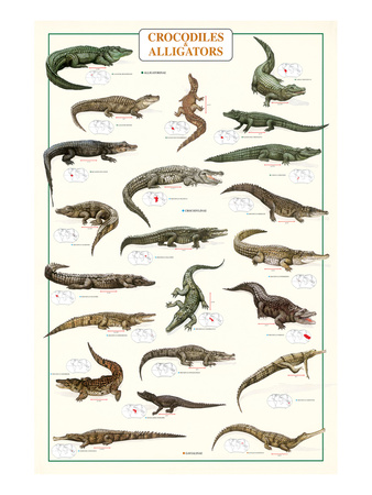 Crocodiles and Alligators Prints