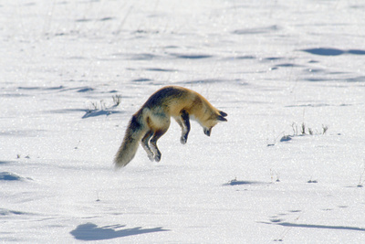 A Red Fox Pounces onto Mice or Voles Hidden under the Snow Photographic Print by Tom Murphy