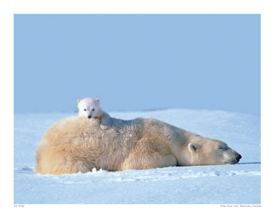 polar