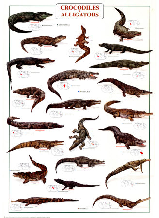 Crocodiles and Alligators Photo at AllPosters.com