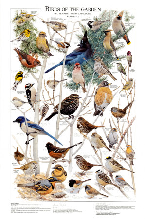 Birds of the Garden Winter II Art Print