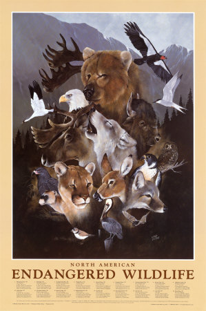 North American Endangered Wildlife Posters