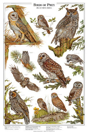 Owls A - Birds of Prey Art Print