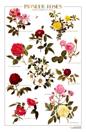 Pioneer Roses Art