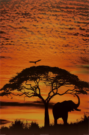 African Skies Posters at AllPosters.com