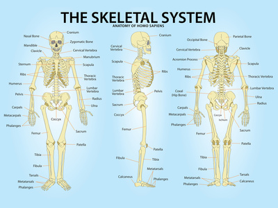 Skeletal System Triple View Anatomy Print Poster Print