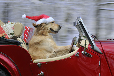 Golden Retriever Dog Wearing Father Christmas Photographic Print