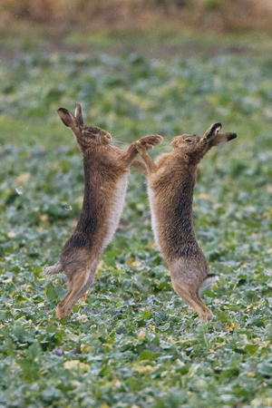 Brown Hares Two Boxing Photographic Print