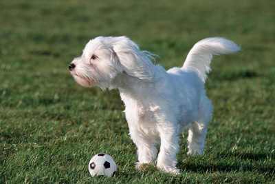 Bichon Maltaise- Playing with Football Photographic Print