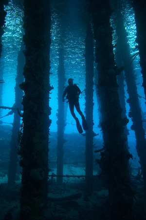 Silhouette of Scuba Diver under Pier. Curacao, Netherlands Antilles Photographic Print by Barry Brown