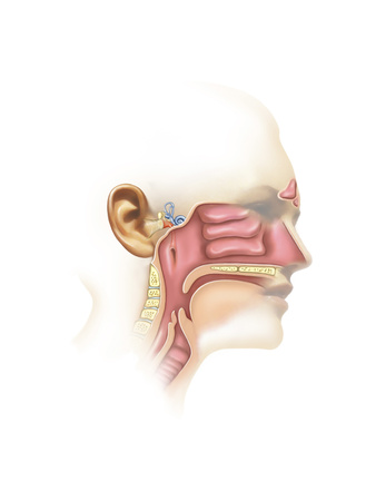 Anatomy of Inner Ear and Sinuses Posters