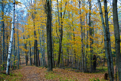 Fall Foliage Photo Print Poster Prints