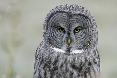 The Face of a Great Gray Owl Looking for Food Photographic Print by Barrett Hedges