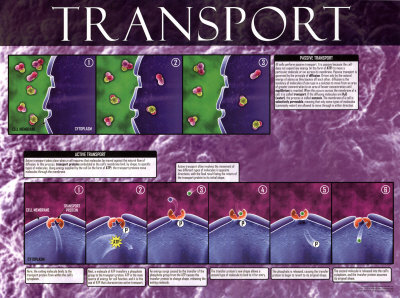 Active & Passive Transport Posters