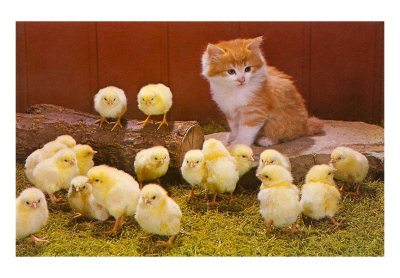 image: kitten-with-chicks