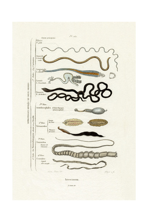 Parasites, 1833-39 Giclee Print