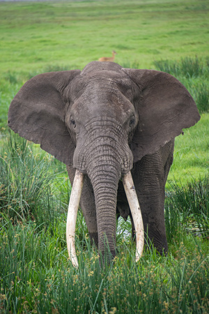 Portrait of African Elephant (Loxodonta Africana), Ngorongoro Crater Photographic Print by Green Light Collection