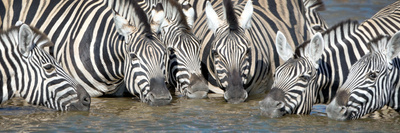 Burchell's Zebras (Equus Quagga Burchellii) at Waterhole, Etosha National Park, Namibia Photographic Print by Panoramic Images!