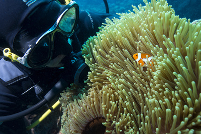 Scuba Diver with False Clown Anenomefish, Magnificent Sea Anemone, Cairns, Queensland, Australia Photographic Print by Louise Murray