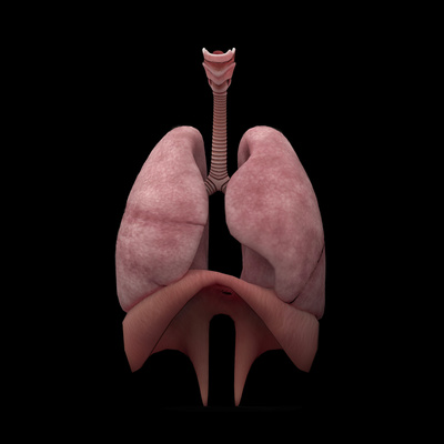 3D Rendering of Human Lungs Prints by  Stocktrek Images