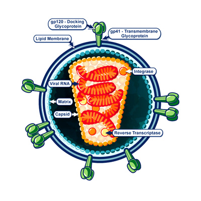 HIV Virion Structure Prints by  Science Source