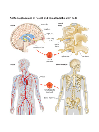 Anatomical Sources of Neural and Hematopoietic Stem Cells. Biology Prints by  Encyclopaedia Britannica