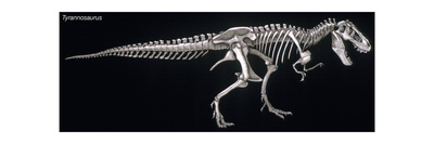 Tyrannosaurus Skeleton, Dinosaurs Photo by  Encyclopaedia Britannica