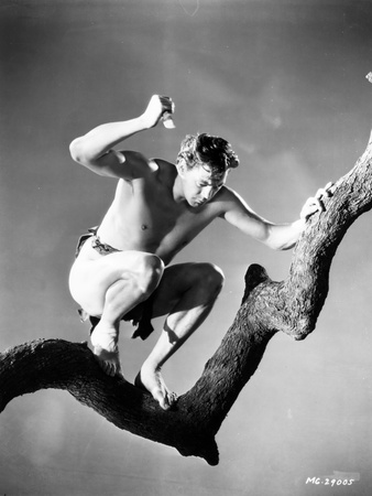 Johnny Weissmuller On Top of a Tree Branch Holding a Sharp Object in a Classic Movie Scene Photo by  Movie Star News