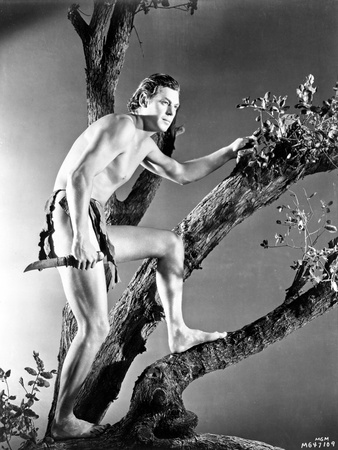 Johnny Weissmuller Climbing a Tree in a Movie Scene Photo by  Movie Star News