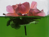 Reverie Prints by Dorothee Jalaber