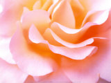 Heart of Rose Prints by J. A. Kraulis
