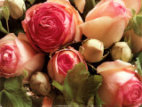 Roses Pierre de Ronsard Posters by Christian Sarramon