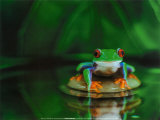 Zen Frog Plakat af Davie Trood Zen Frog Plakat af Davie Trood