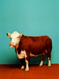 Vache Poster par Catherine Ledner