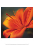 Arancio su turchese Poster di Jane Ann Butler Arancio su turchese Poster di Jane Ann Butler