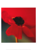 Red on Turquoise Prints by Jane Ann Butler