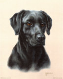 Labrador Art by Judy Gibson