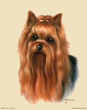 Yorkshire Terrier Stampe di Judy Gibson