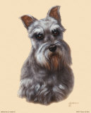 Schnauzer Affiches par Judy Gibson