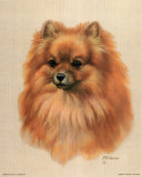 Pomeranian Prints by Judy Gibson