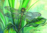 Dragonfly II Posters by Kym Garraway