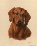 Miniature Basset Affiches par Judy Gibson