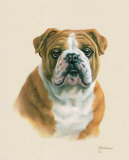 English Bulldog Posters by Judy Gibson