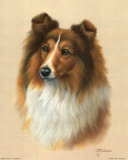 Sheltie Posters par Judy Gibson