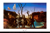 Svaner som gjenspeiler elefanter, ca. 1937 (Swans Reflecting Elephants, c.1937) Bilder av Salvador Dalí Svaner som gjenspeiler elefanter, ca. 1937 (Swans Reflecting Elephants, c.1937) Bilder av Salvador Dalí