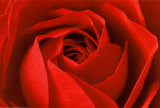 L'important c'est la rose Affiches